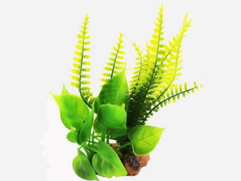 Aquarium Plant Decoration